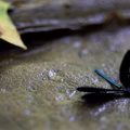 Dragon Fly and Tulip Tree Leaf